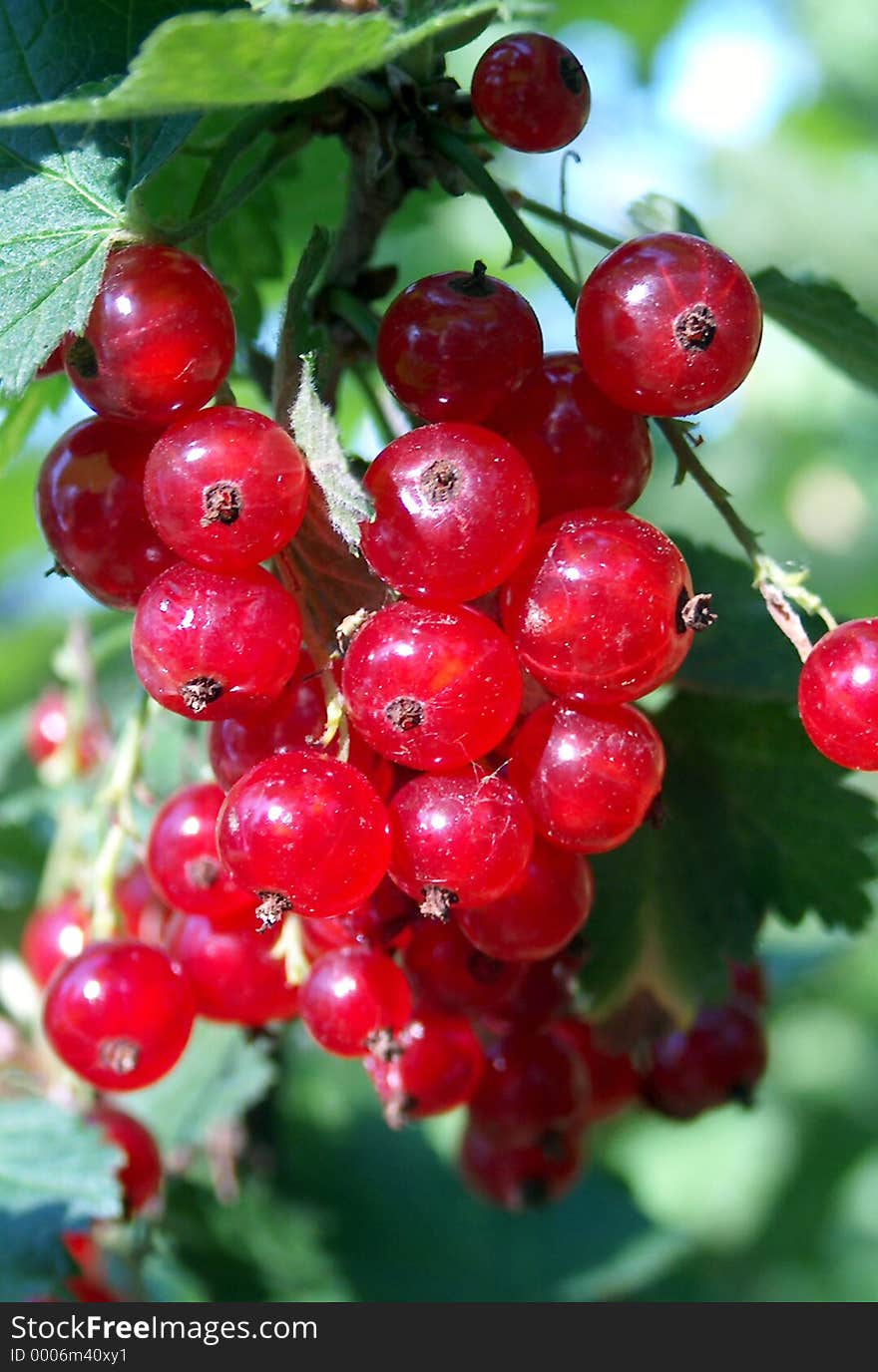 Red Currant