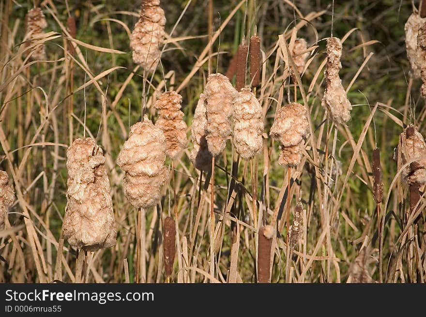 Exploded Cat Tails