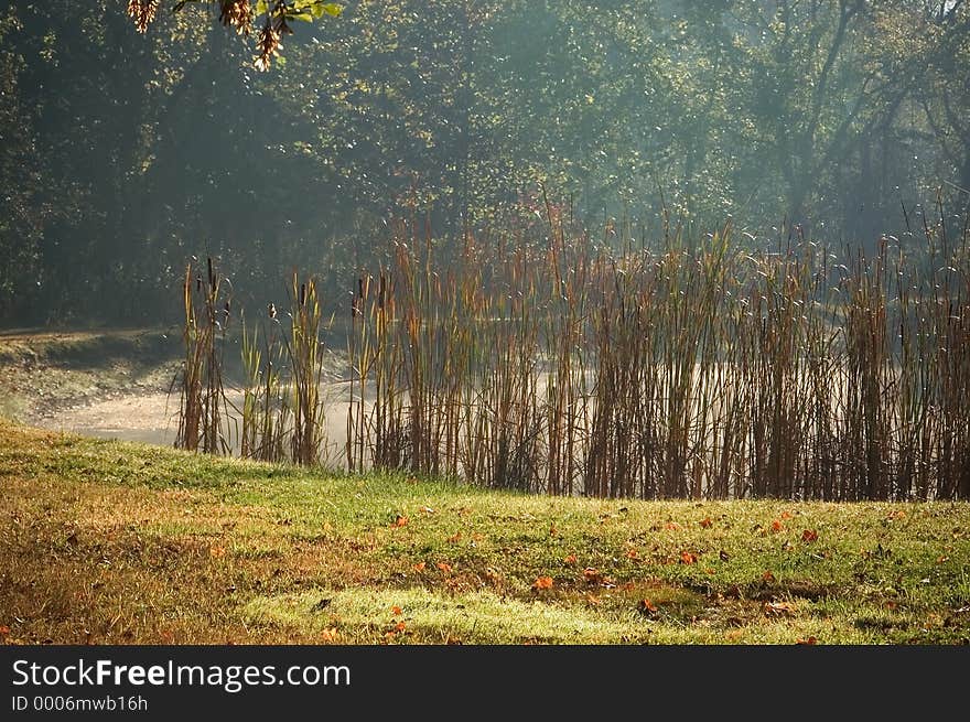 View of the edge of a pond, slightly obstructed by the reeds at waters edge. Photo taken in the early morning mist of Autumn. View of the edge of a pond, slightly obstructed by the reeds at waters edge. Photo taken in the early morning mist of Autumn