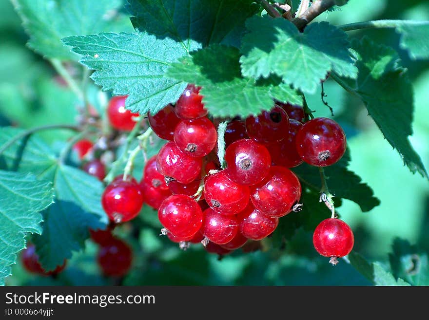 Digital photo of red currant and leaves. Digital photo of red currant and leaves