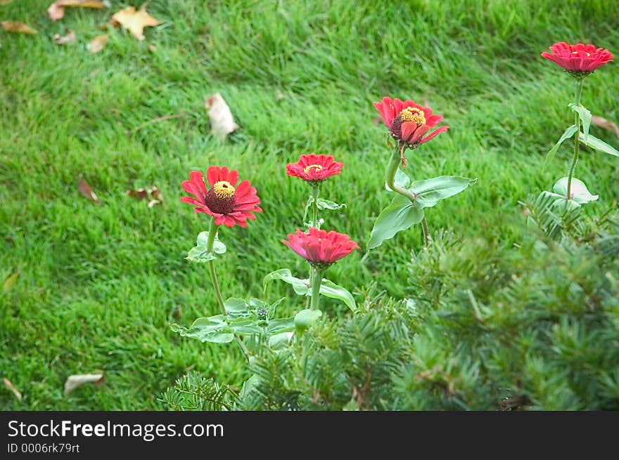 Flowers blooming in early Autumn against a green background of grass. Flowers blooming in early Autumn against a green background of grass