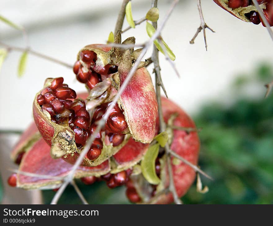 Pomegranate