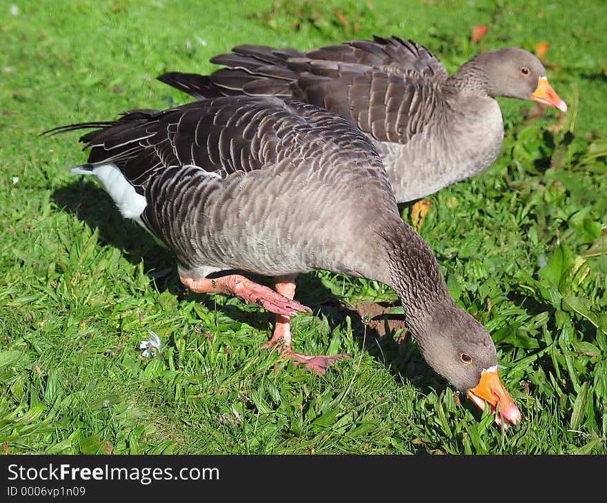 Two geese grazing.