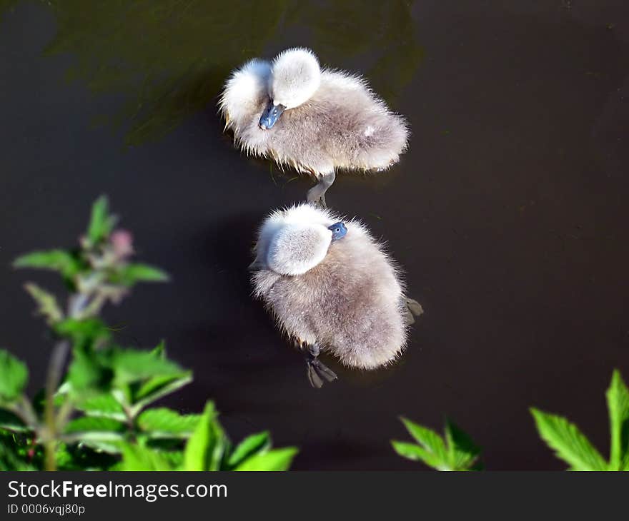 Picture of two young cygnets taken from above. Picture of two young cygnets taken from above.