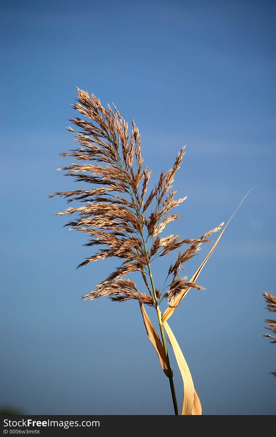 Tall grass blooming to a head in the early fall. Tall grass blooming to a head in the early fall.