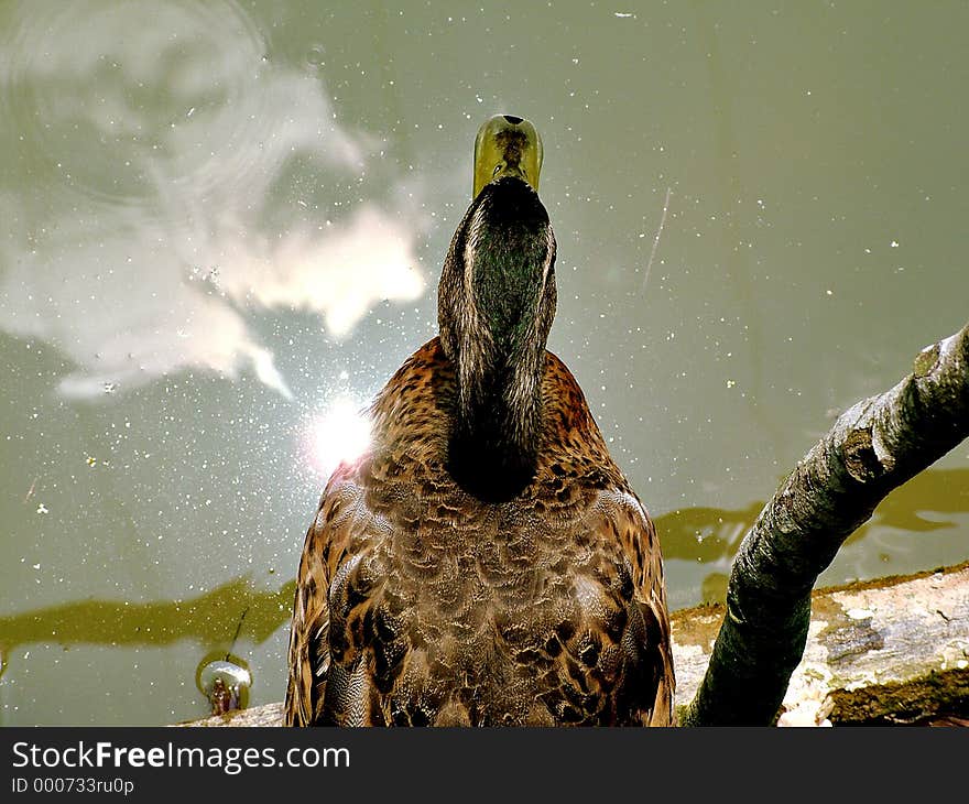 Duck from top view. Duck from top view