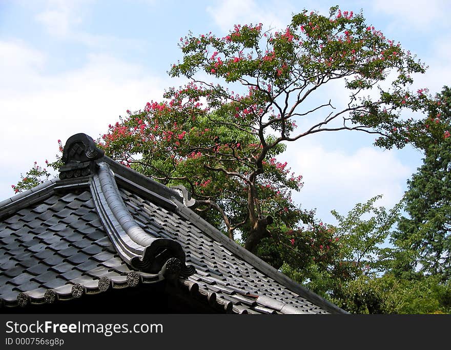 Roof tree and sky