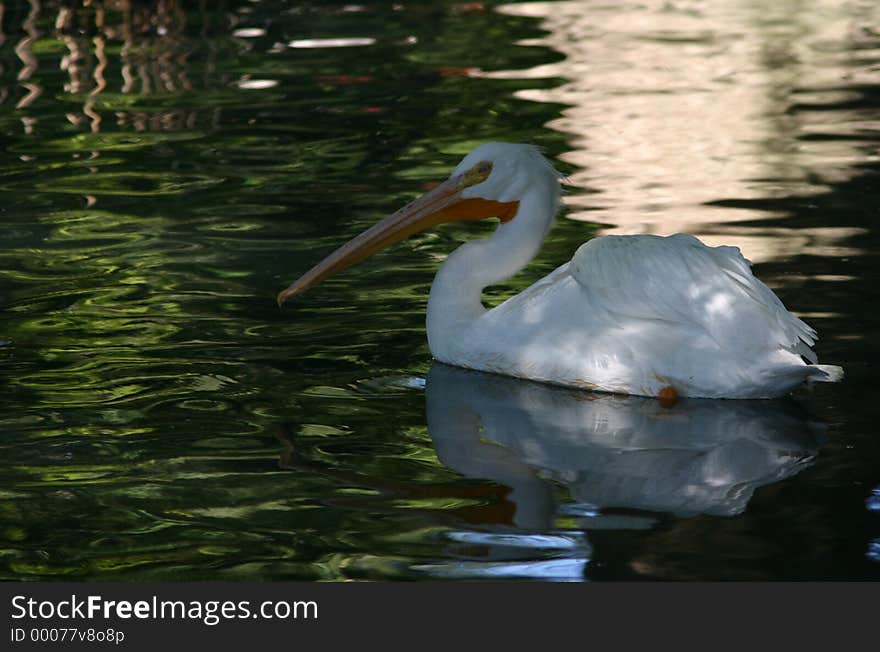 Pelican on the water