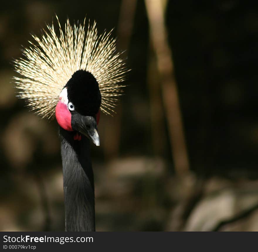 A crowned crane from a 45 degree angle from the front. showing the beak, one blue eye, one pink cheek and the tuft of feathers on his head and about half its neck. bird is to the left and there is room for copy to the right.