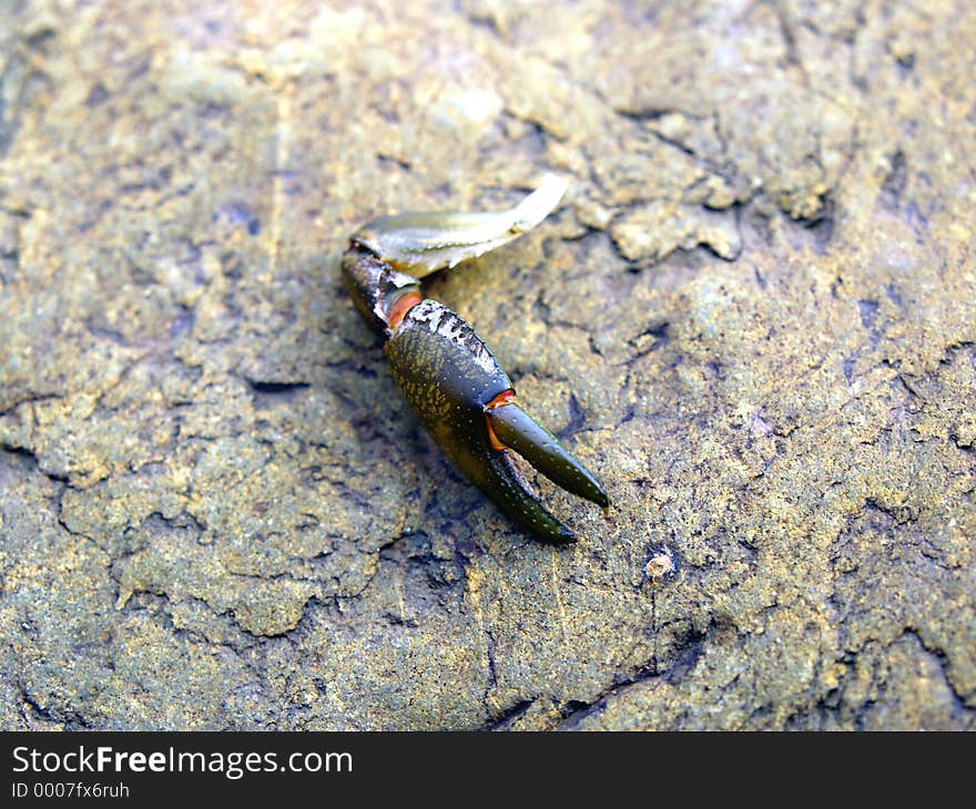 Remains of a yabby. Remains of a yabby