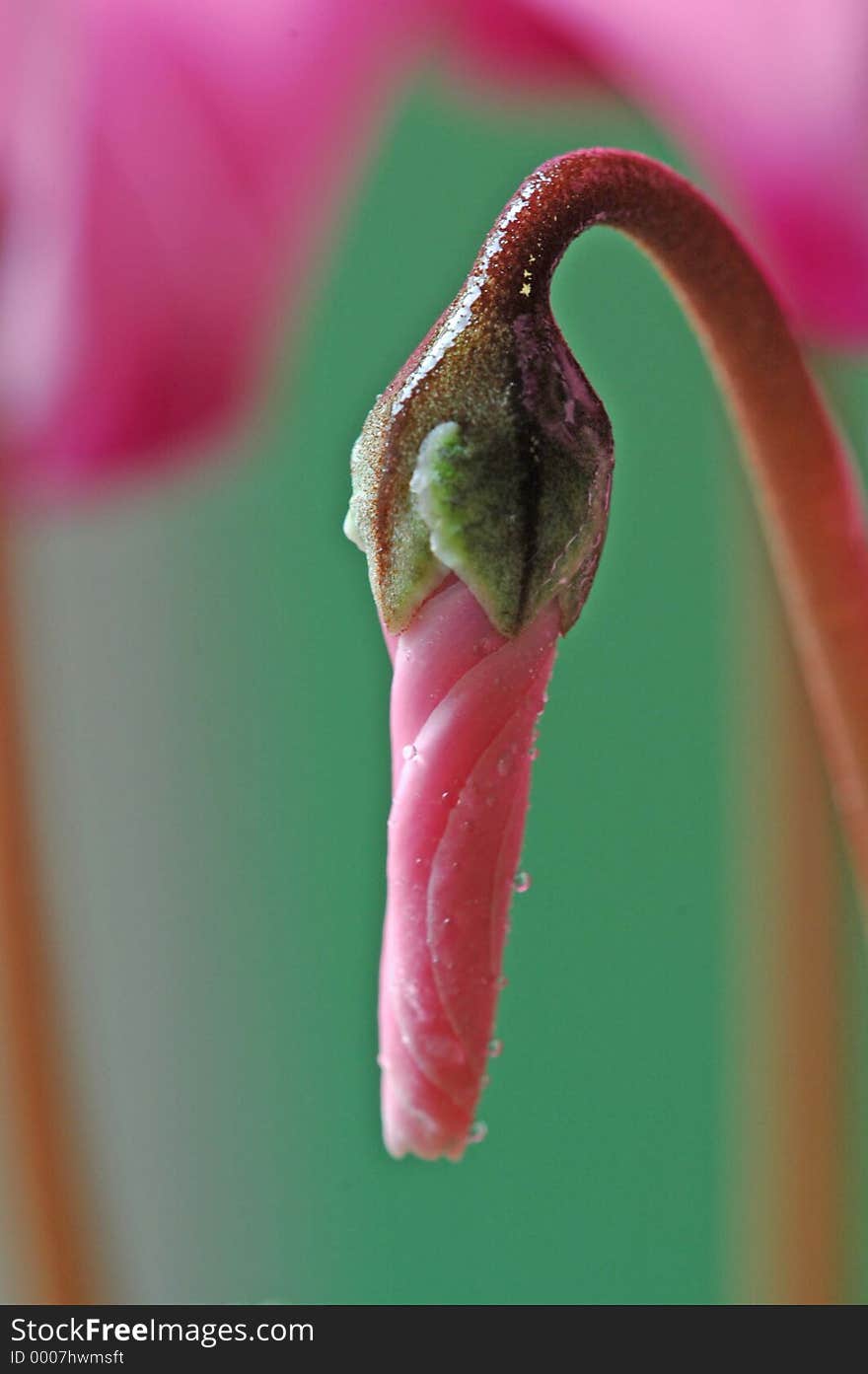 Budding flower. Budding flower