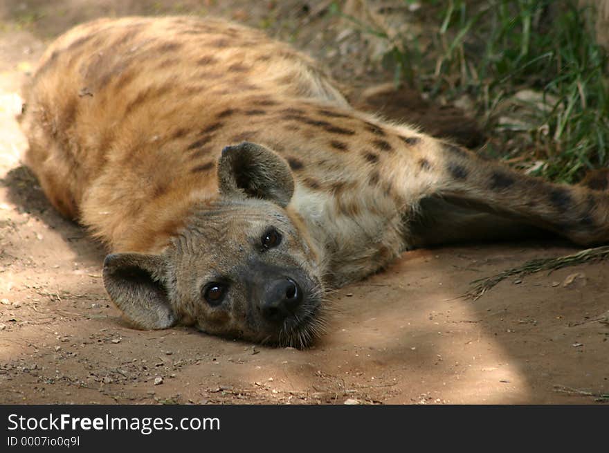 A spotted hyena lays on the ground with his head turned back looking at the camera. Both eyes are open and looking directly at the camera. A spotted hyena lays on the ground with his head turned back looking at the camera. Both eyes are open and looking directly at the camera.