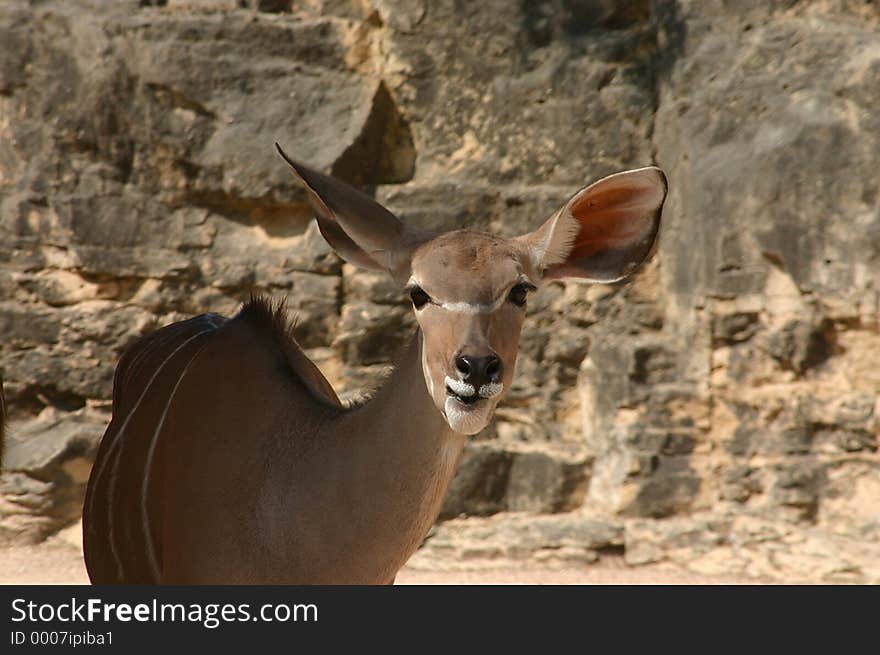 A greater kudu stands in front of a rock wall looking at the camera. shows head, eyes, one hear forward and one cocked backward.