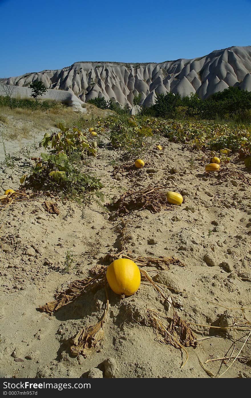 Melon / pumpkin garden in cappadocia