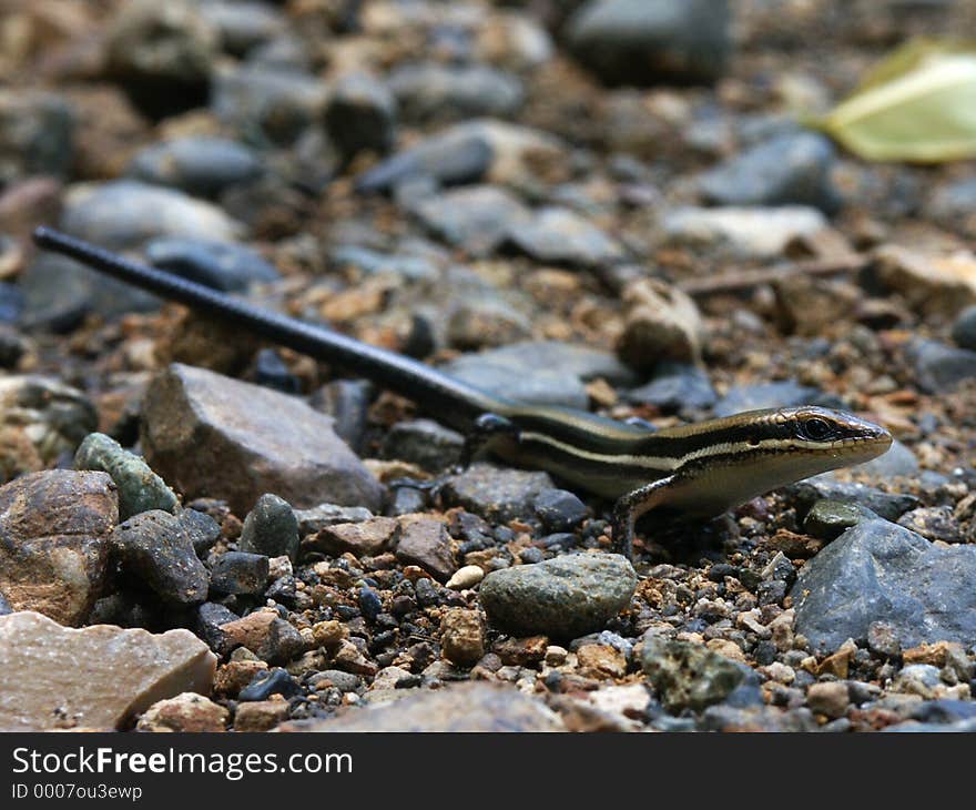 Skink On The Road, Costa Rica