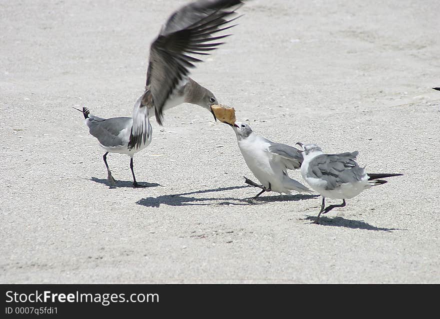 Birds on the beach tugging for bread. Birds on the beach tugging for bread.