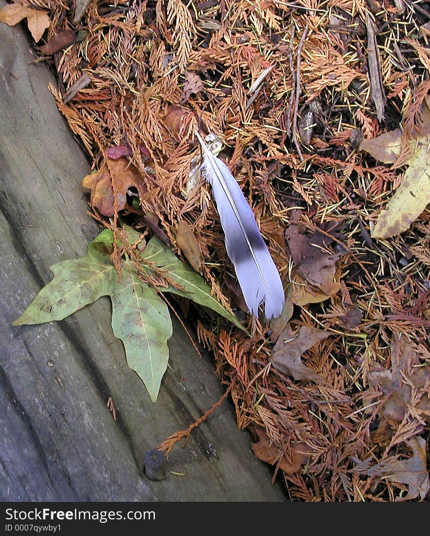 It must be molting season - I came across this feather lying among the fallen leaves and needles that litter the forest floor. It must be molting season - I came across this feather lying among the fallen leaves and needles that litter the forest floor.