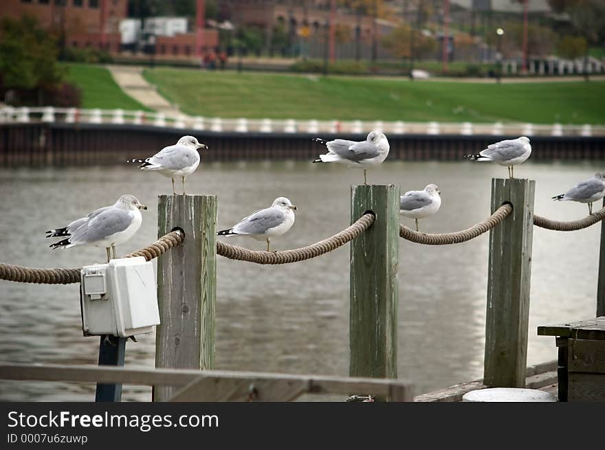 Seagull Perch