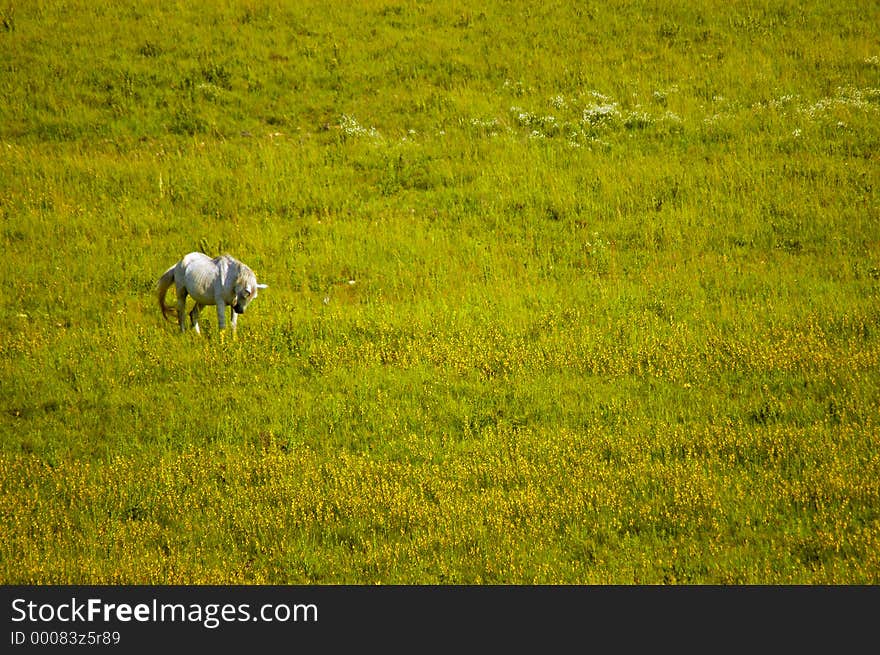 White horse frollicking and eating in a meadow full of yellow flowers. White horse frollicking and eating in a meadow full of yellow flowers.