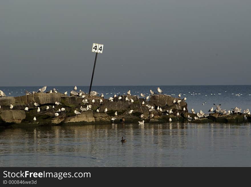 Several seagulls roost on a breakwater under a sign with the number 44 on it. Several seagulls roost on a breakwater under a sign with the number 44 on it