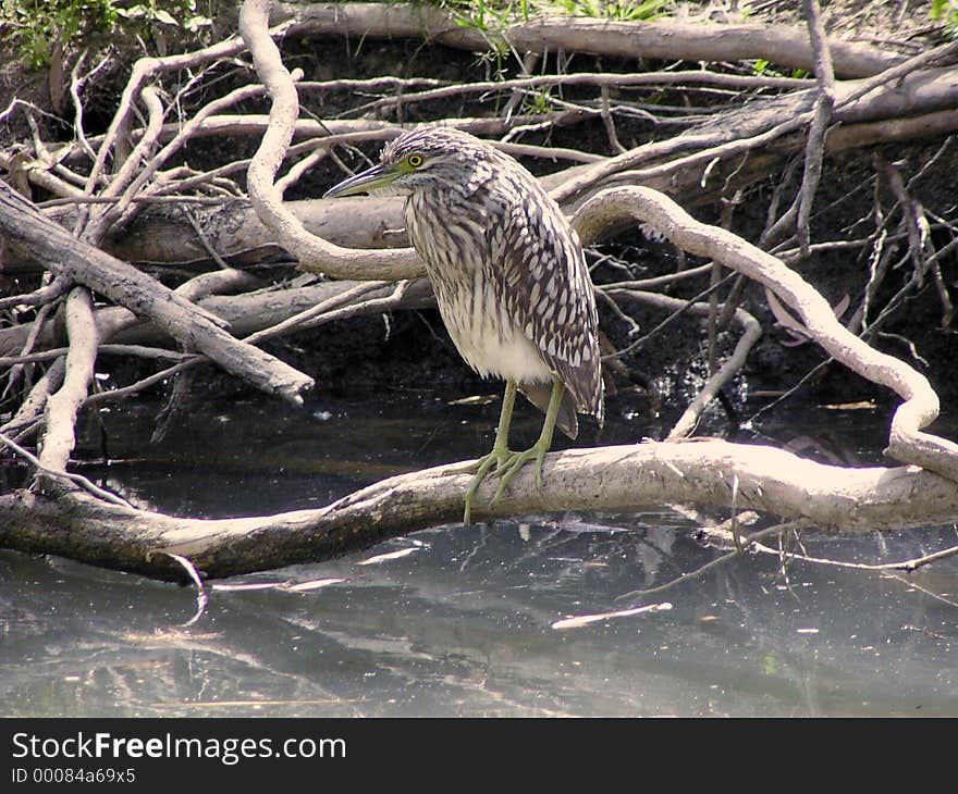 Rufous Night Heron (immature)