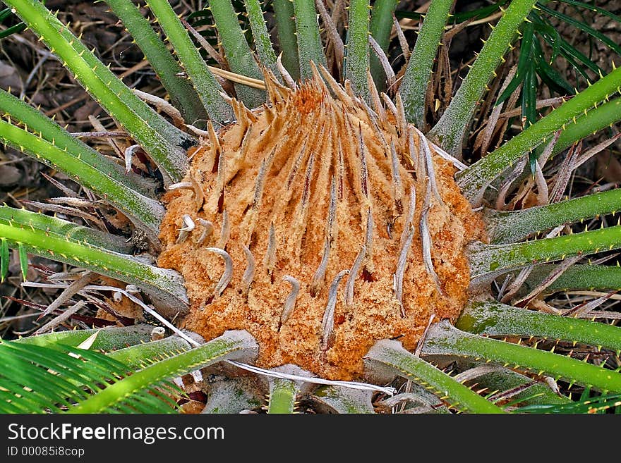 Centre head of the Cycas revoluta