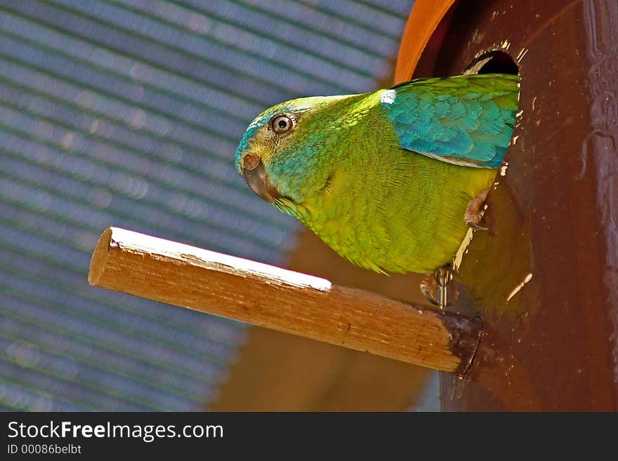 A nesting bird watchibg over its nest box. A nesting bird watchibg over its nest box.