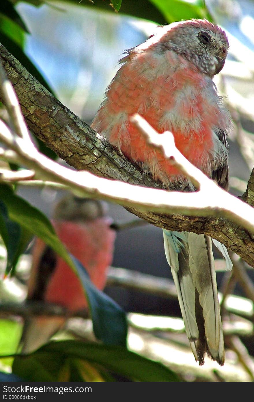 Spotted these parrots sleeping in a tree just a few metres from me.