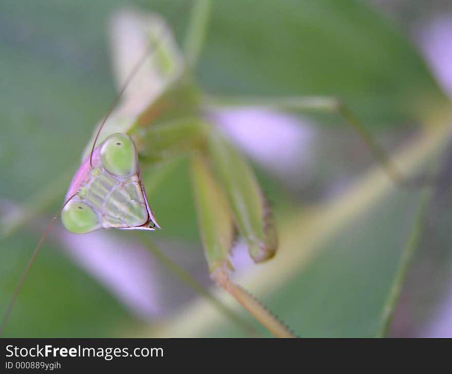 preying mantis