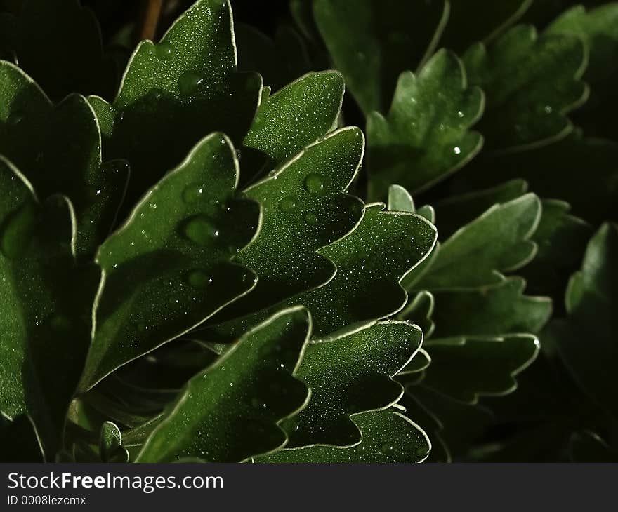 Green leaves with white edges with rain drops, in strong shadows. Green leaves with white edges with rain drops, in strong shadows