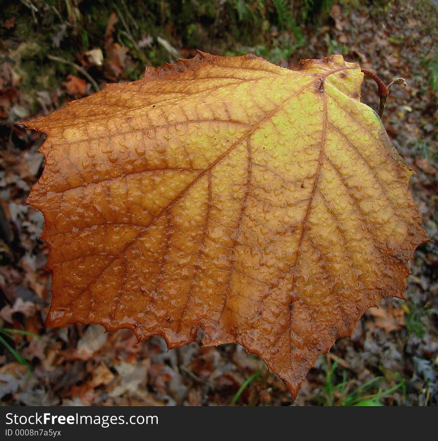 A huge brown leaf collects drops of rain. A huge brown leaf collects drops of rain