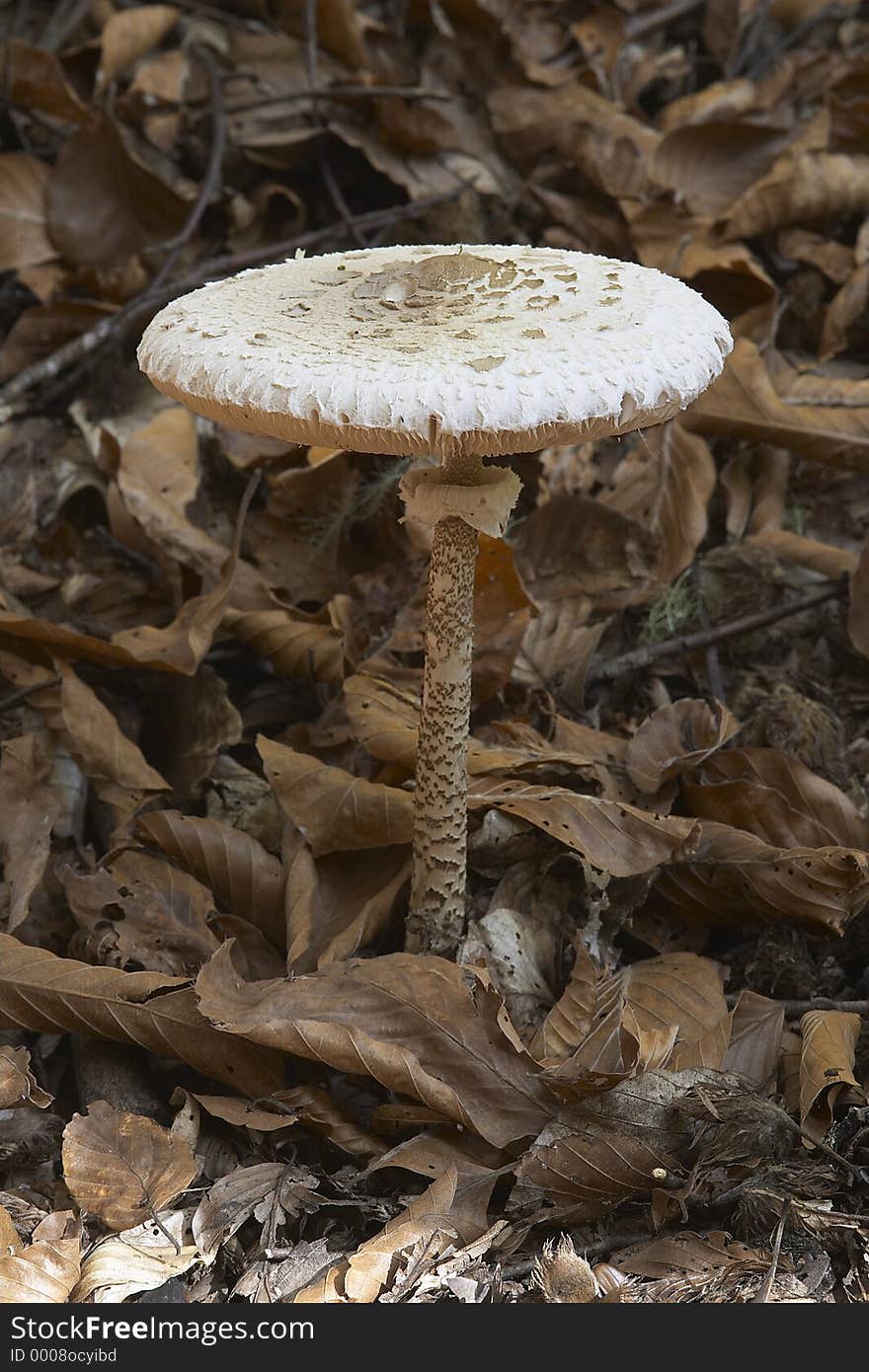 Brown Mushroom, portrait view. Brown Mushroom, portrait view