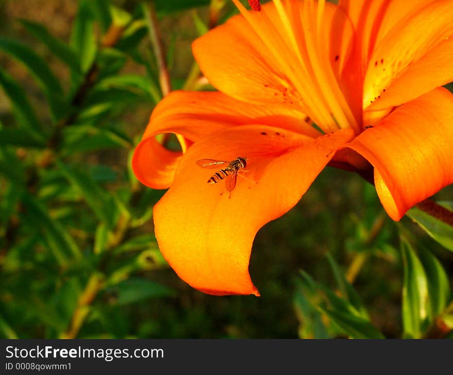 Digital photo of a floating wasp sitting on a flower