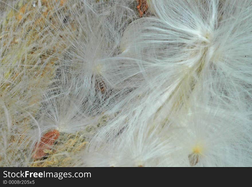 Milkweed, and pod on ground