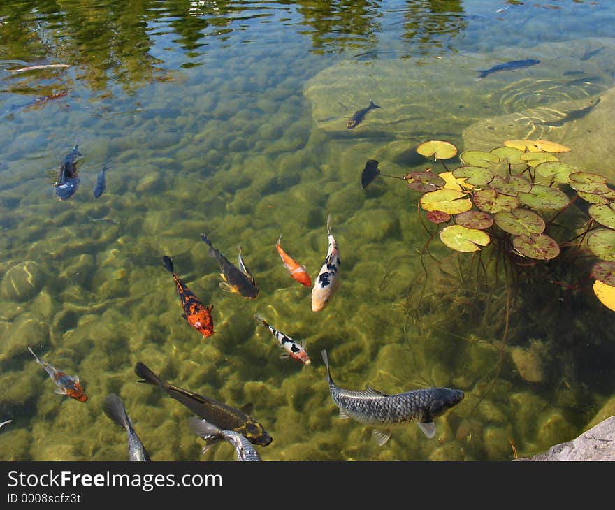 Picture of a Coy fish in Summer.