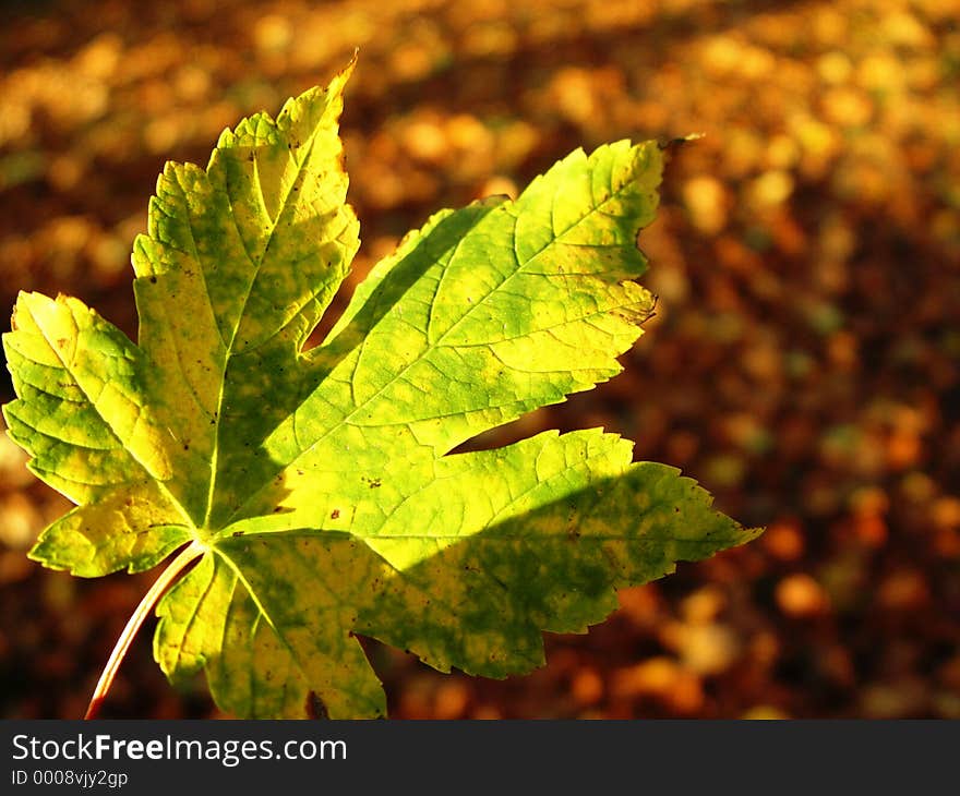 fallen leaf. fallen leaf