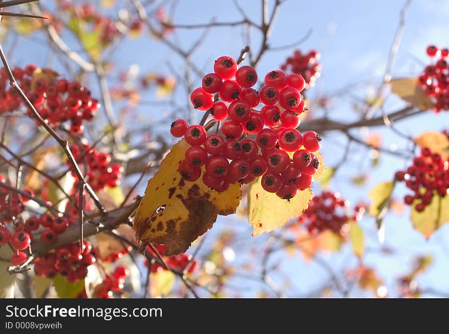 Fall berries with the sunlight passing through them. Fall berries with the sunlight passing through them