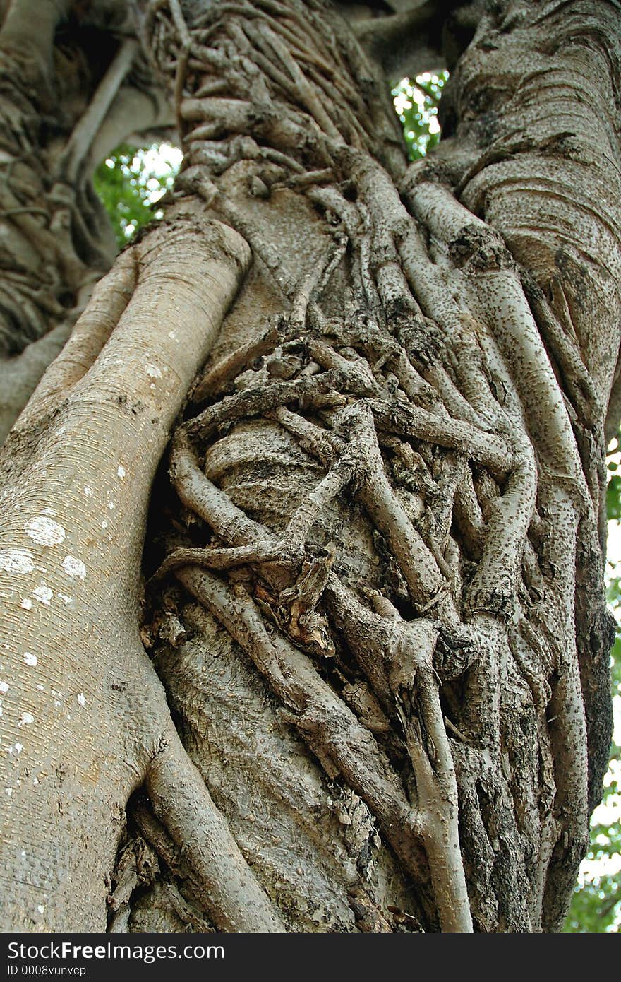 This fig also has a strangler fig growing over it and slowly enveloping it.