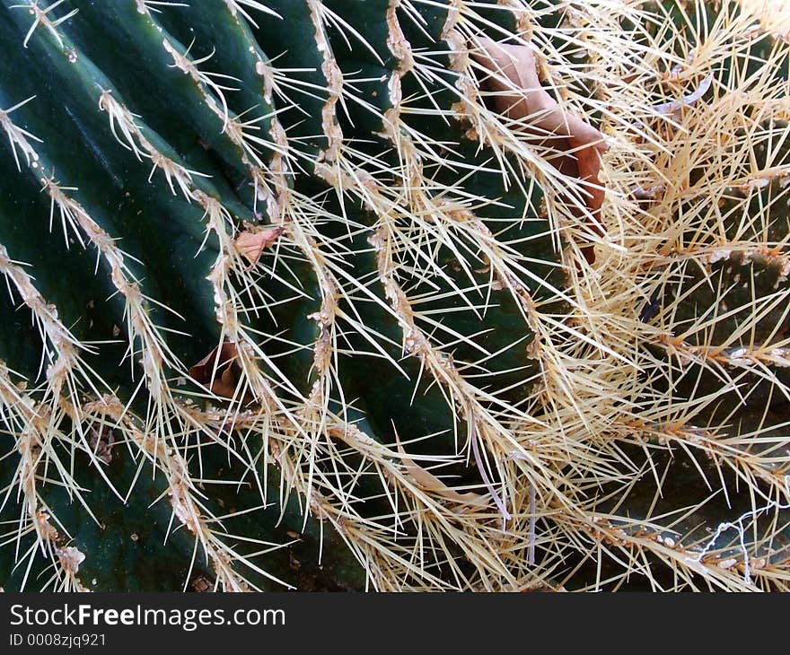 Up close look at a barrel cactus in a desert garden. Up close look at a barrel cactus in a desert garden.