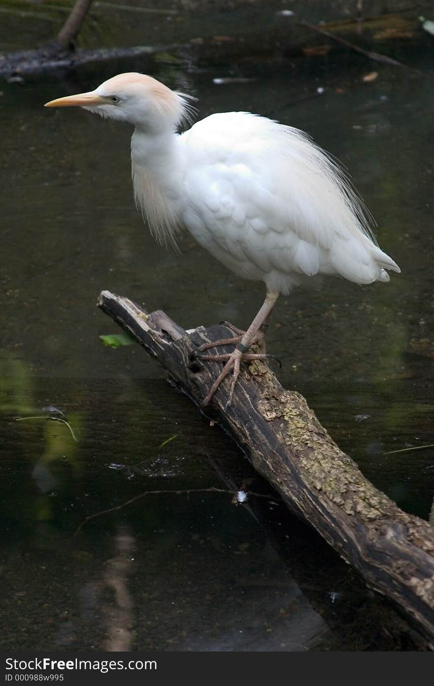 Water bird