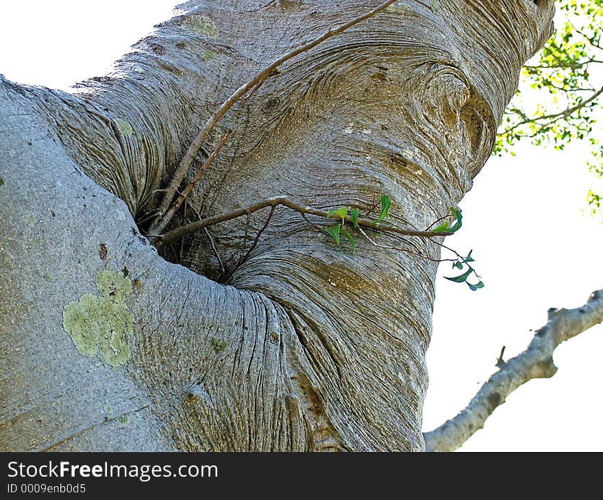 A detailed look at the trunk of a large Fig tree. A detailed look at the trunk of a large Fig tree.