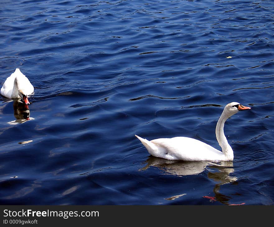 Two Swans swimming in silky water.