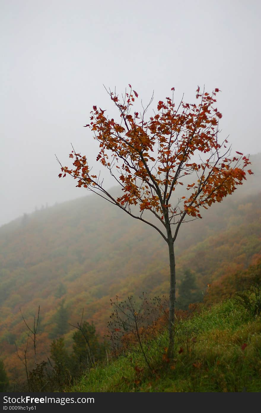A lonely tree in fog, Shenandoah valley, USA