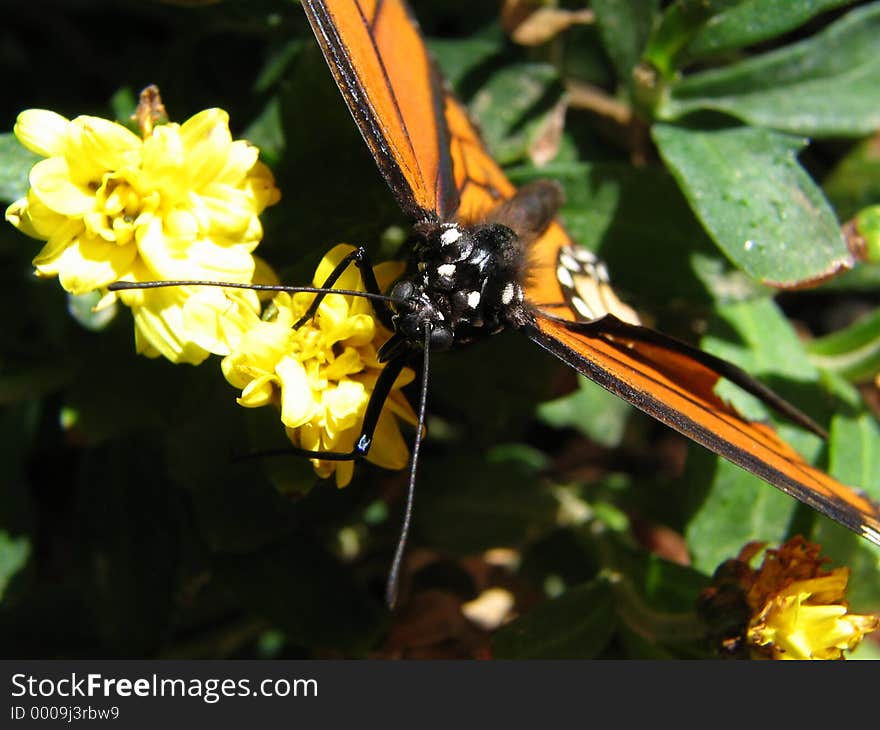 A highly detailed butterfly photo. A highly detailed butterfly photo