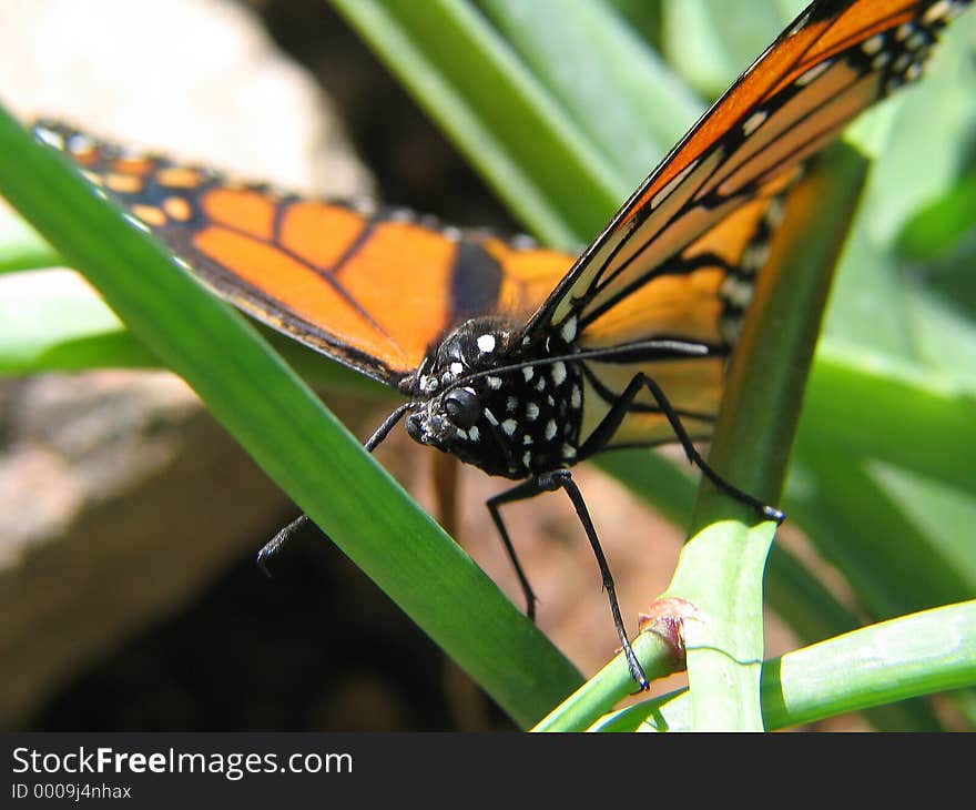 A highly detailed monarch butterfly photo.