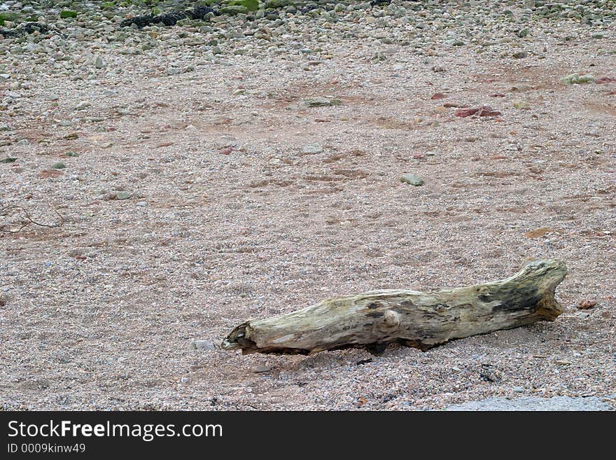 A piece of driftwood washed up on the beach.