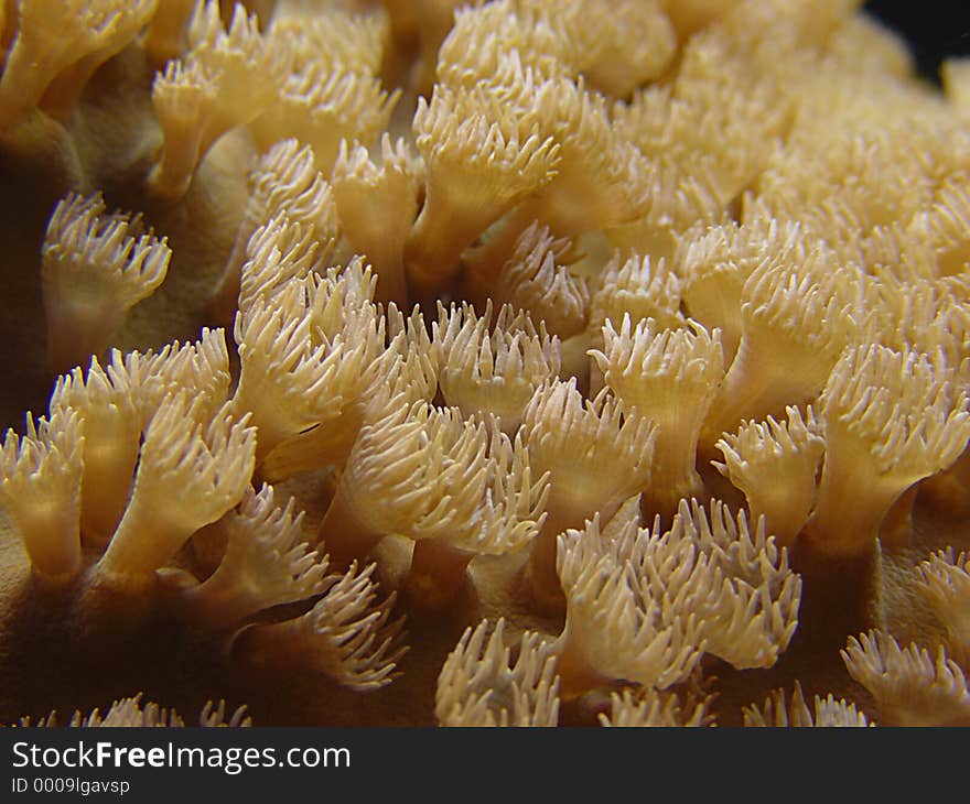 Tiny tenticles from an anomie that look like small hands and fingers. Tiny tenticles from an anomie that look like small hands and fingers