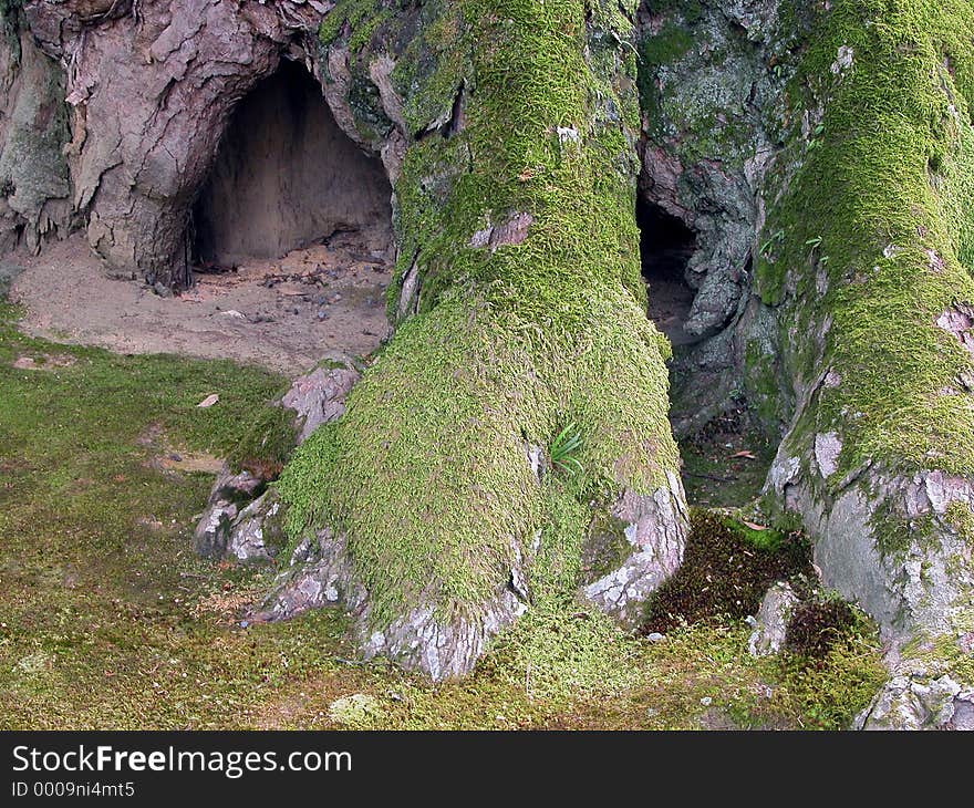 An old tree root covered by moss.