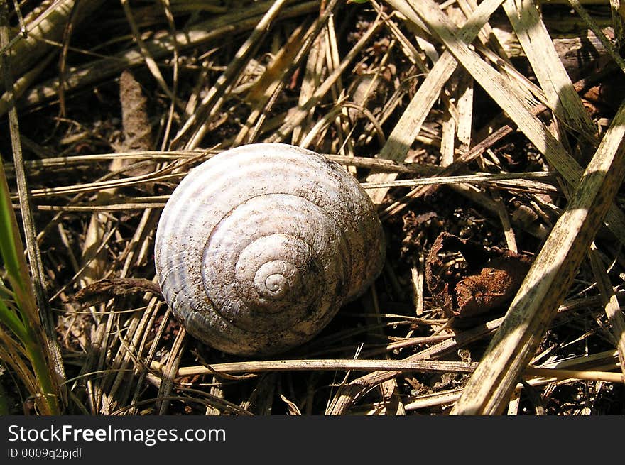 Rusty old snail shell in dry hay. Rusty old snail shell in dry hay