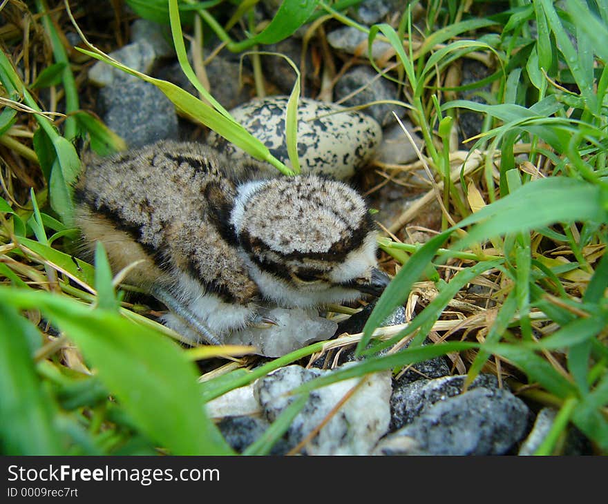 Baby killdeer